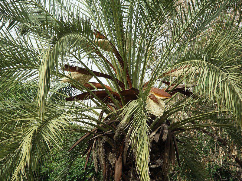 Image of Phoenix dactylifera specimen.