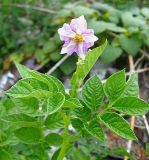 Solanum tuberosum. Верхушка цветущего растения. Барнаул, Пивоварский песчаный карьер, свалка. 21.08.2009.