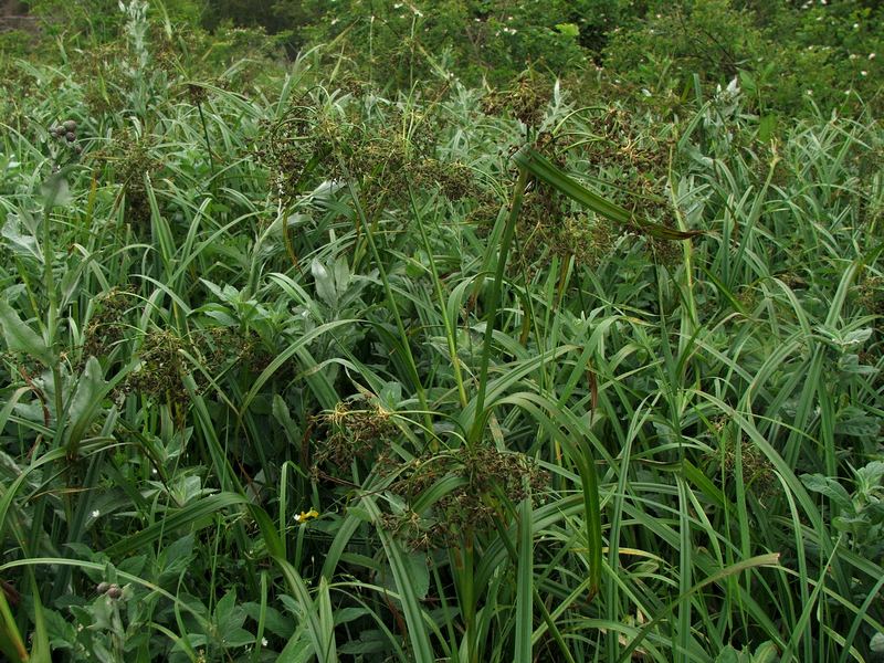 Изображение особи Scirpus sylvaticus.