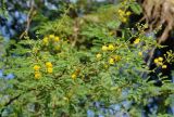 Vachellia farnesiana. Верхушка ветви цветущего дерева. Андаманские острова, остров Нил, в культуре. 02.01.2015.