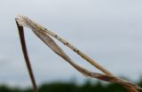 Image of taxon representative. Author is Геннадий Окатов