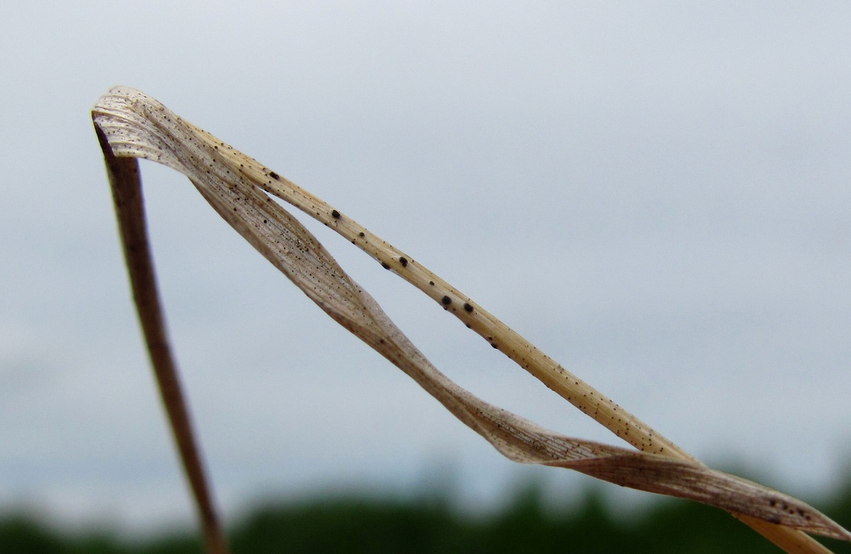 Image of Luzula multiflora specimen.
