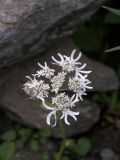 Heracleum apiifolium