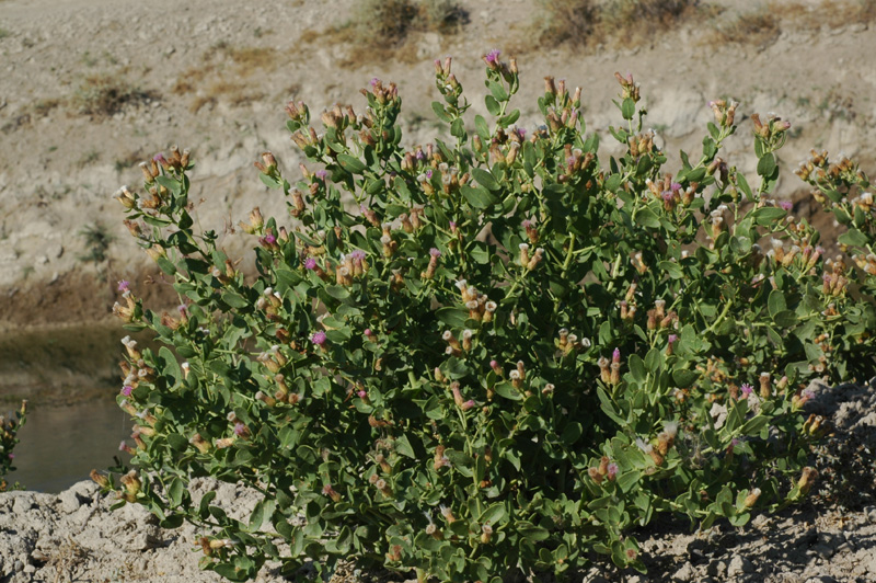 Изображение особи Karelinia caspia.