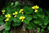 Viola caucasica. Цветущие растения. Краснодарский край, хр. Аибга, каменистое место, ≈ 2500 м н.у.м. 02.07.2015.