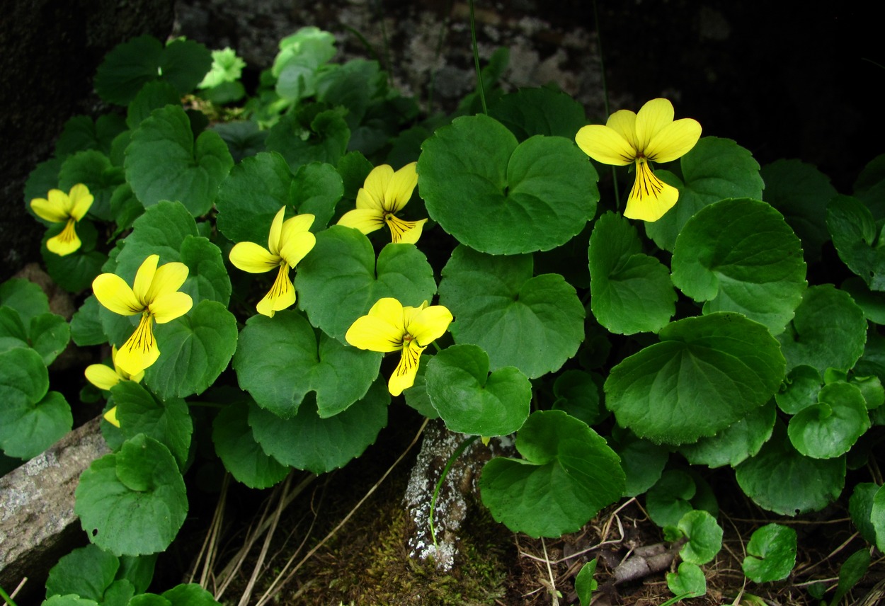 Image of Viola caucasica specimen.