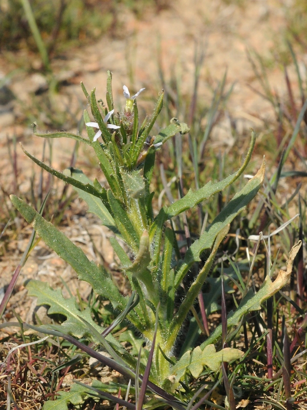 Image of Diptychocarpus strictus specimen.