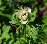 Anemone coronaria. Распускающийся цветок. Московская обл., Раменский р-н, окр. дер. Хрипань, садовый участок. 02.07.2015.