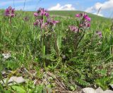 Pedicularis caucasica. Цветущее растение. Адыгея, Кавказский биосферный заповедник, склон горы Абадзеш, ≈ 2200 м н.у.м., альпийский луг. 28.06.2015.