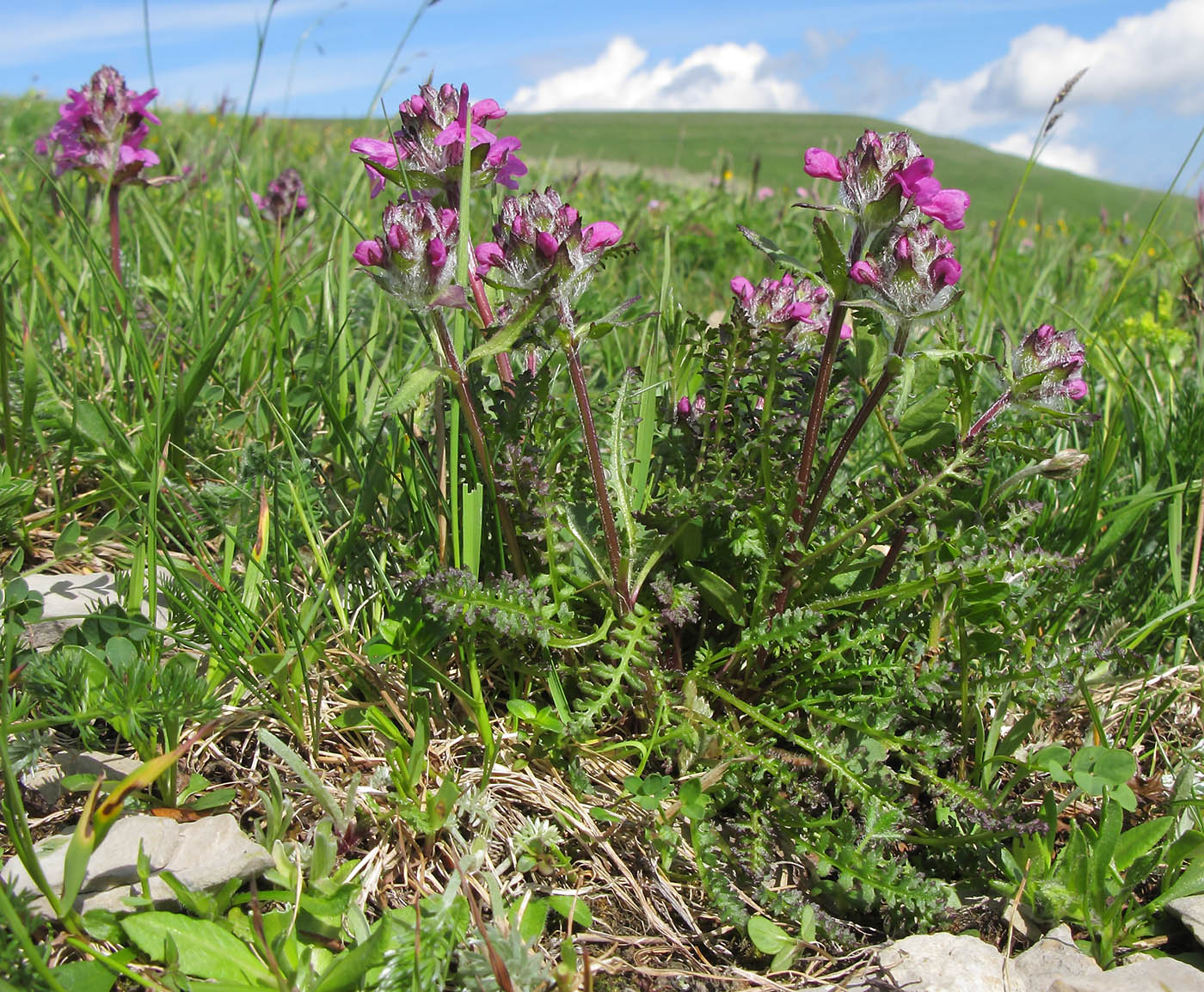 Изображение особи Pedicularis caucasica.