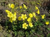 Oxalis pes-caprae. Цветущее растение (вокруг почвопокровные растения сем. Aizoaceae). США, Калифорния, Монтерей (инвазивный вид). 17.02.2014.