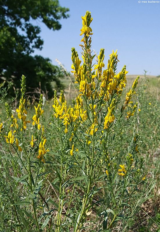 Image of Genista tinctoria specimen.