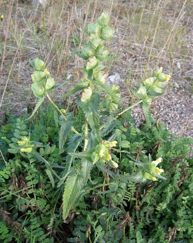 Image of Rhinanthus groenlandicus specimen.