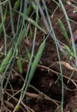 Brassica napus