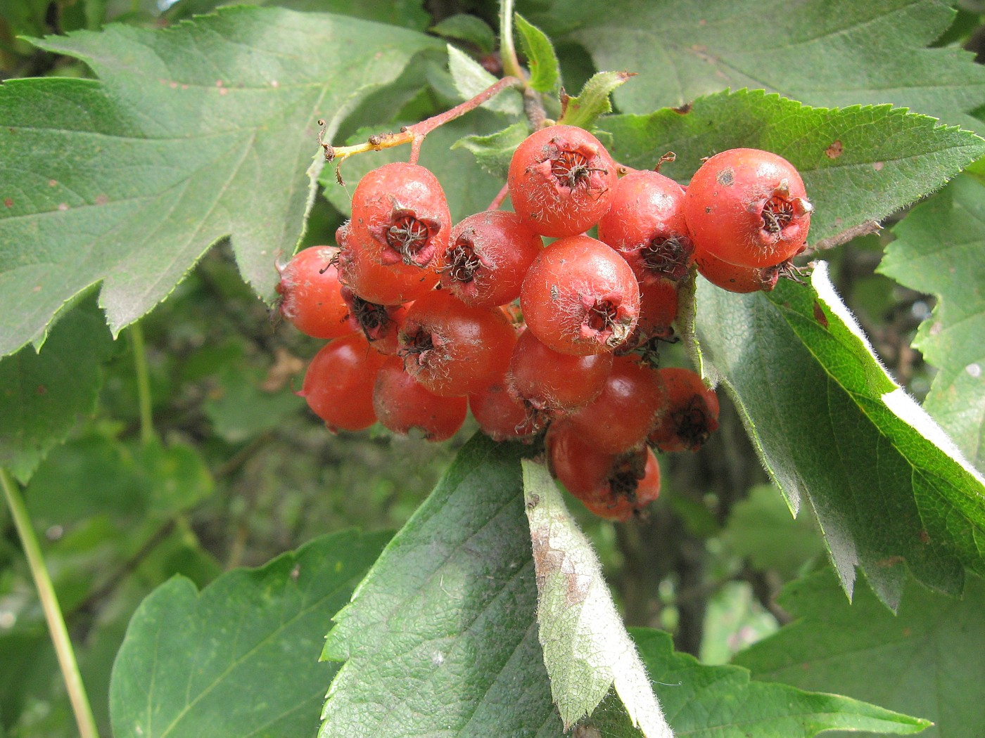 Изображение особи род Crataegus.