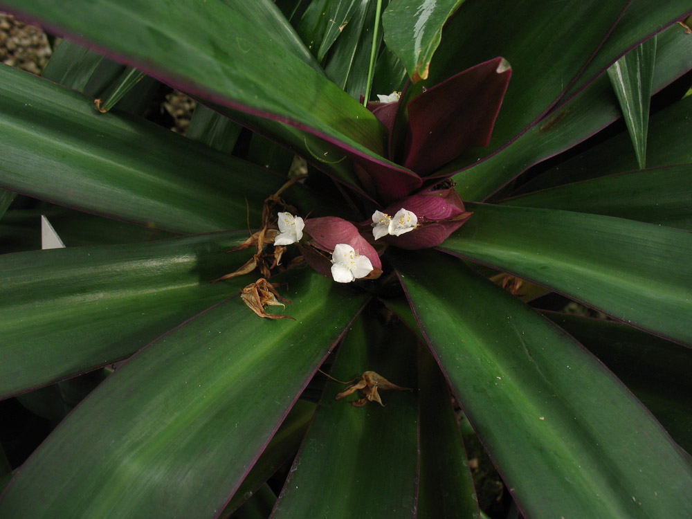 Image of Rhoeo spathacea specimen.