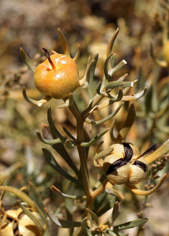 Image of Peganum harmala specimen.