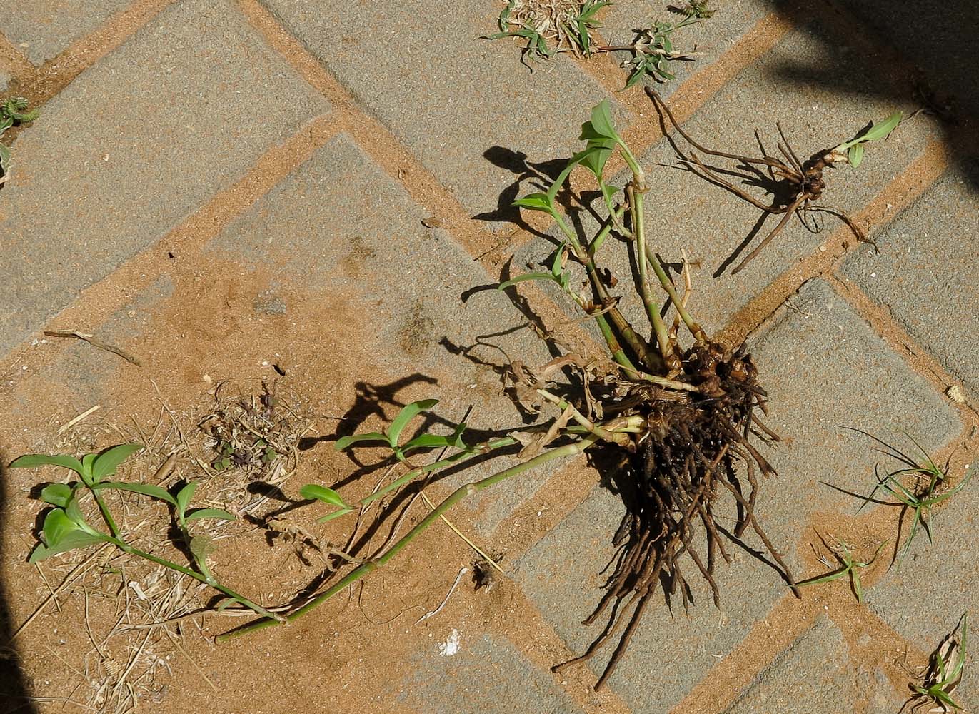 Image of Commelina erecta specimen.