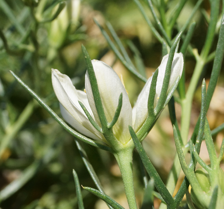 Image of Peganum harmala specimen.