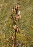 Delphinium dictyocarpum