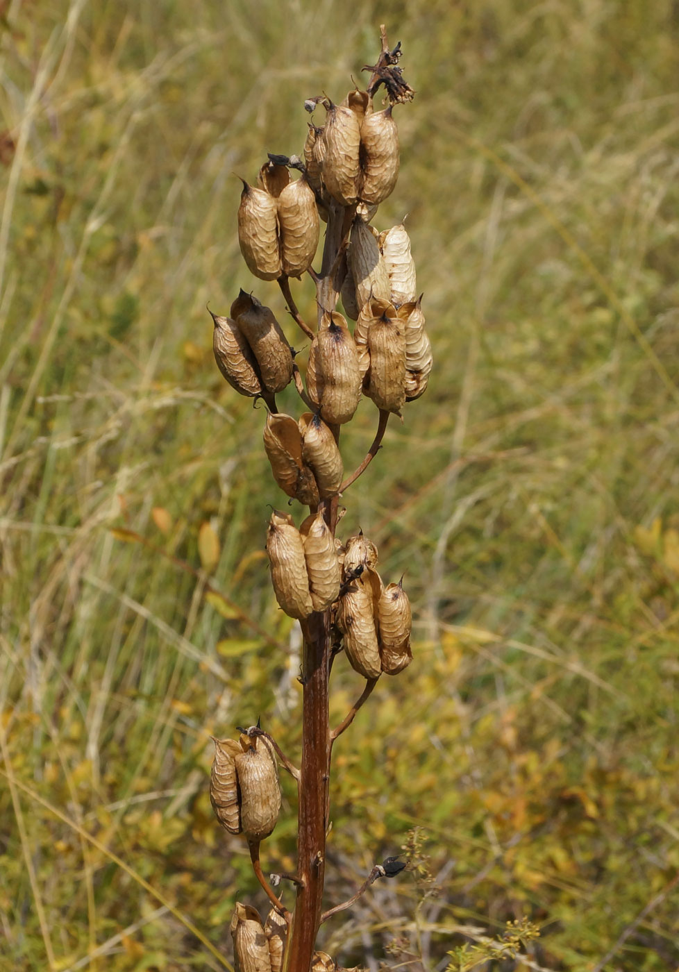 Image of Delphinium dictyocarpum specimen.