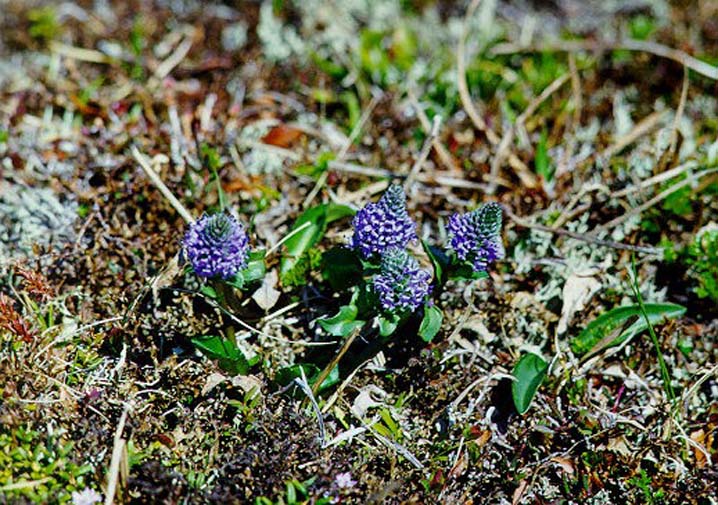 Image of Lagotis minor specimen.