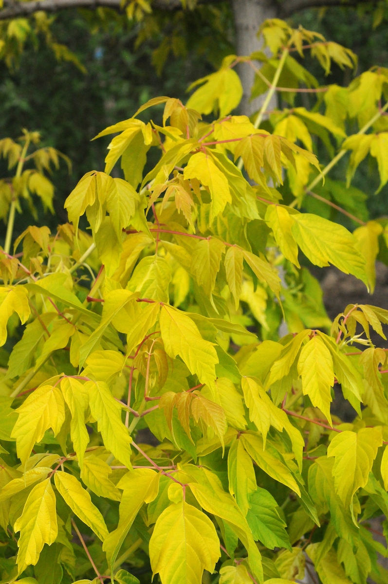 Image of Acer negundo specimen.