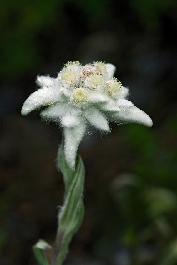 Image of Leontopodium ochroleucum specimen.