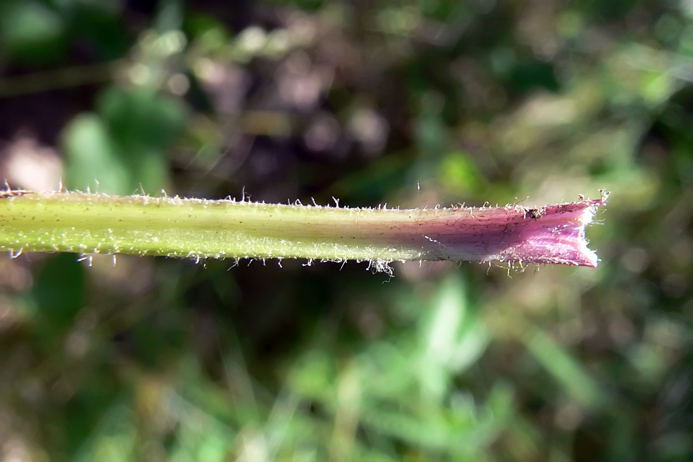 Image of genus Pilosella specimen.