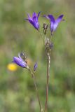 Campanula patula. Верхушка цветущего растения. Волосовский р-н, окр. дер. Старые Раглицы, суходольный луг на залежи. 20.06.2015.