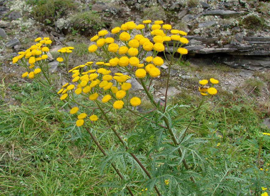 Image of Tanacetum boreale specimen.