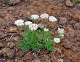 Pachypleurum alpinum. Цветущее растение. Бурятия, Окинский р-н, падь Хи-Гол, ≈ 2000 м н.у.м., кромка кратера вулкана Перетолчина. 11.07.2015.