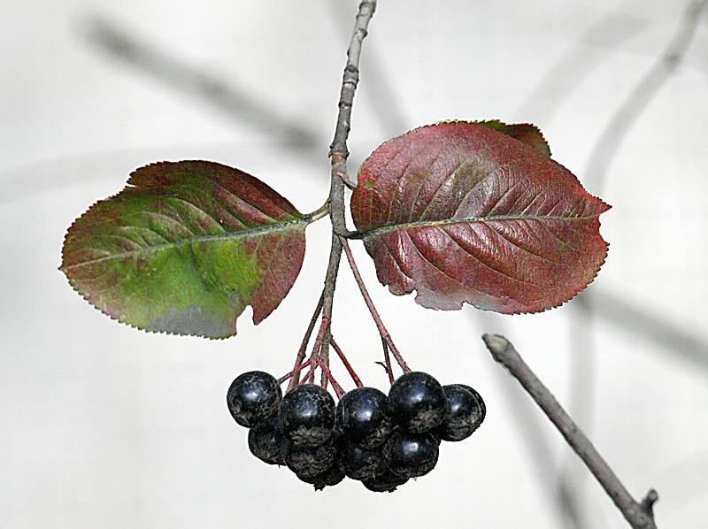 Image of &times; Sorbaronia mitschurinii specimen.