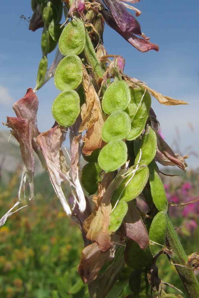 Изображение особи Hedysarum caucasicum.