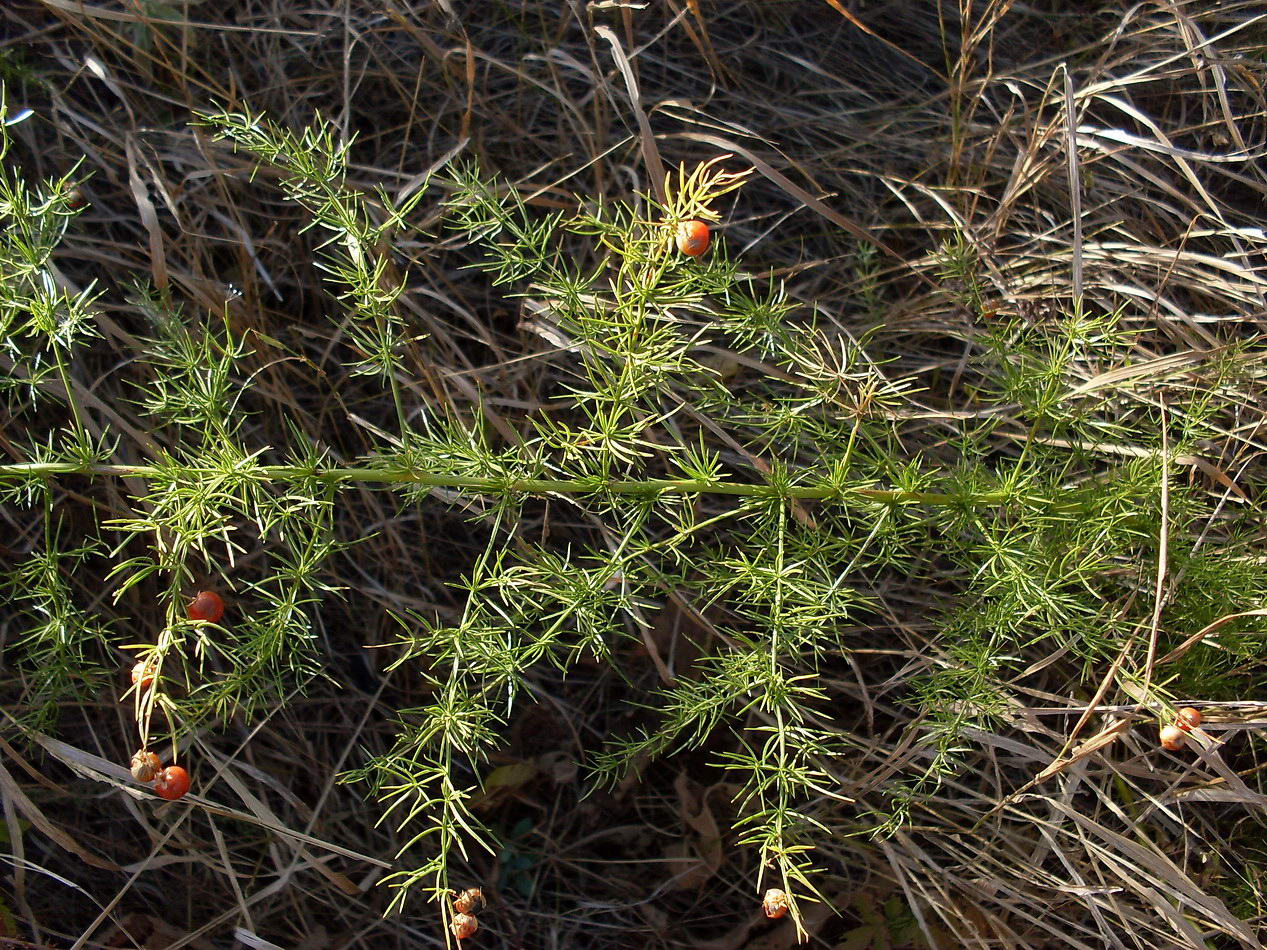 Изображение особи Asparagus verticillatus.