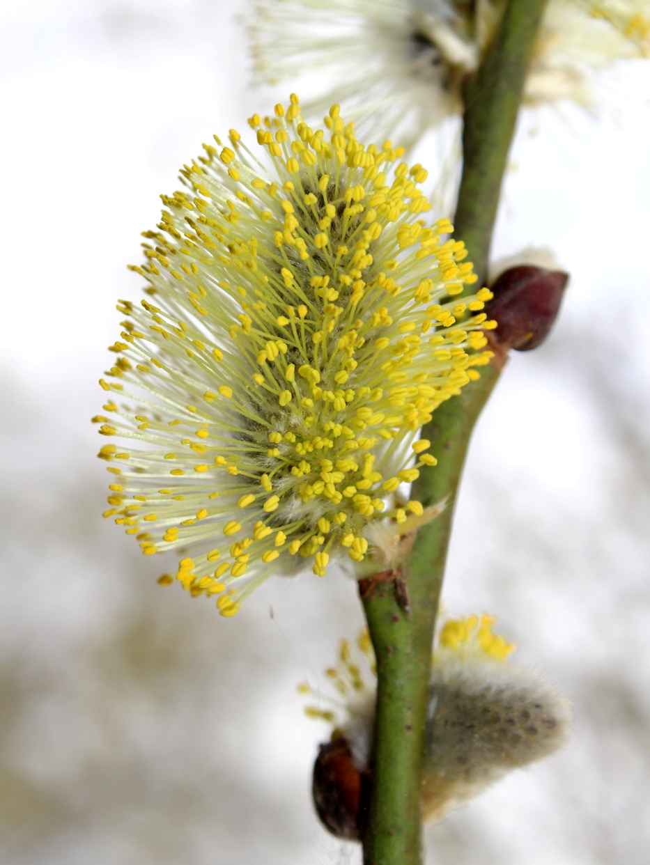 Изображение особи Salix caprea.