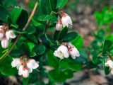 Vaccinium vitis-idaea. Побеги цветущего растения. Тверская обл., Торопецкий р-н, окр. деревни Чистое. Июнь 2015 г.