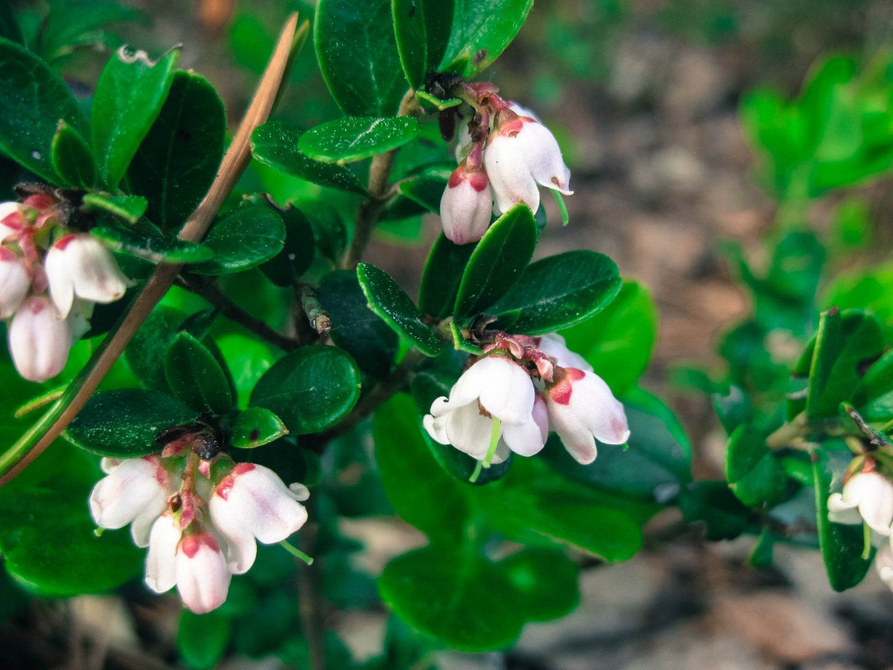 Image of Vaccinium vitis-idaea specimen.