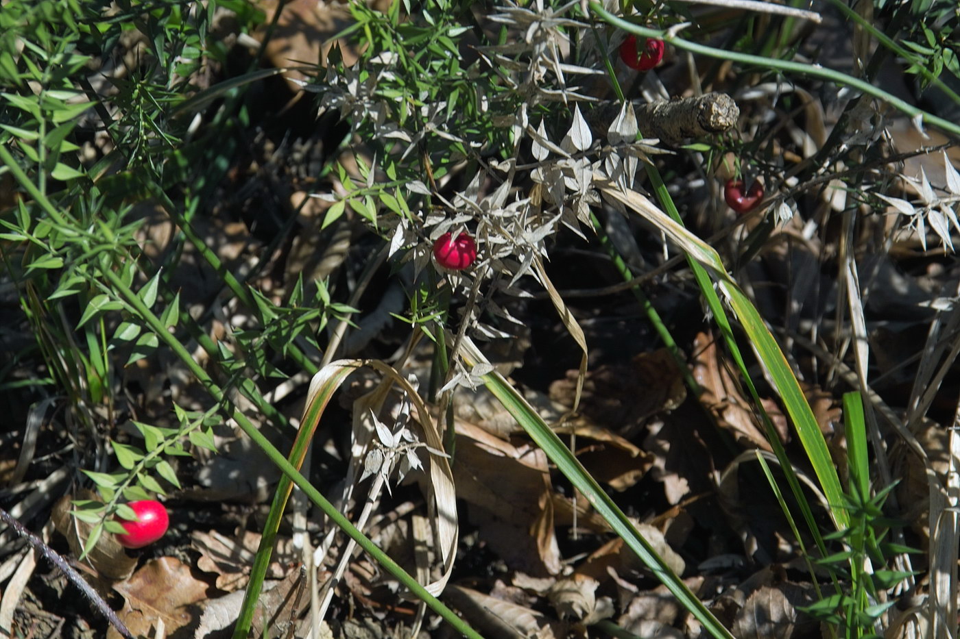 Изображение особи Ruscus aculeatus.