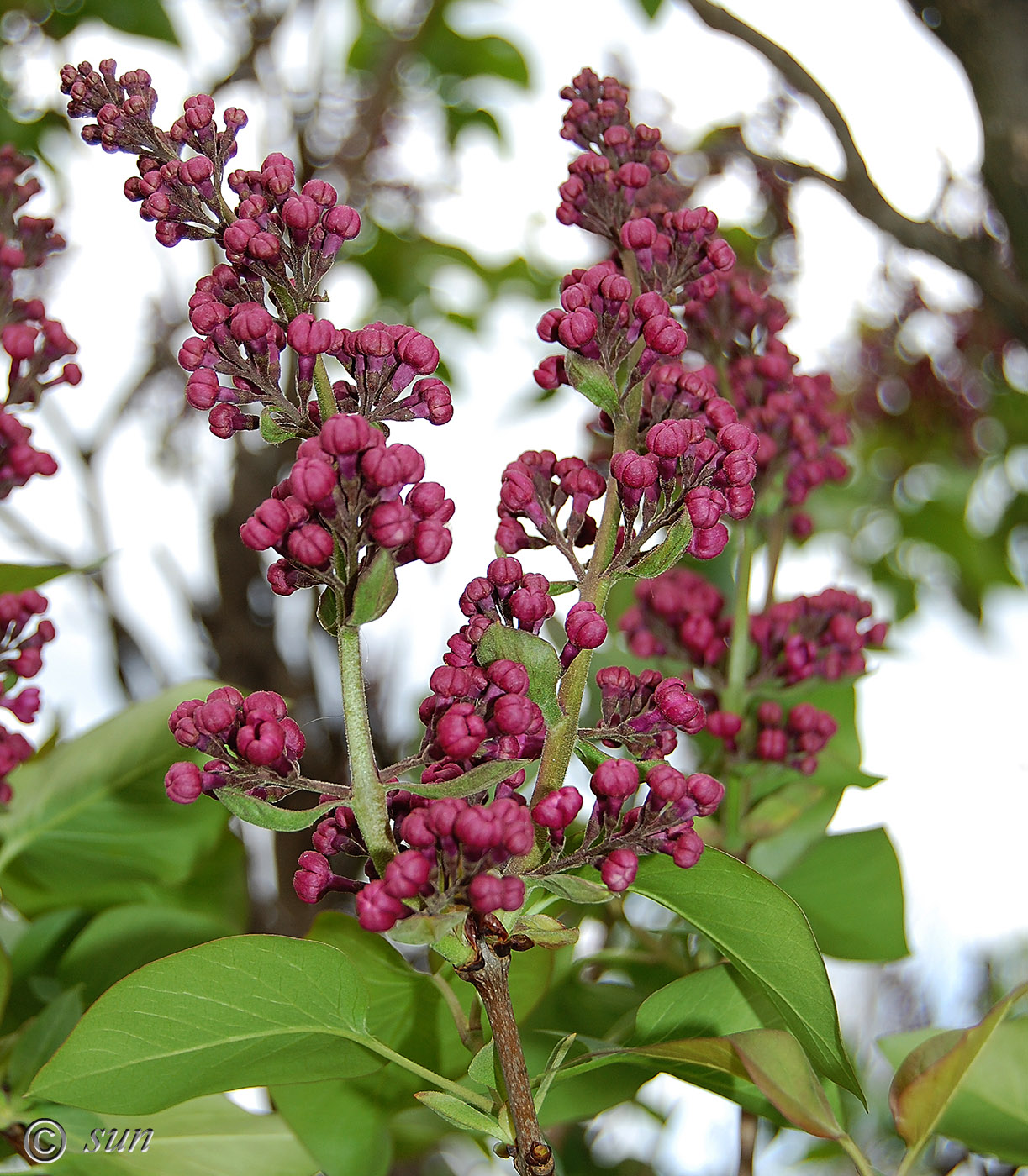 Image of Syringa vulgaris specimen.