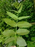 Juglans mandshurica