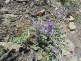 Nepeta mussinii