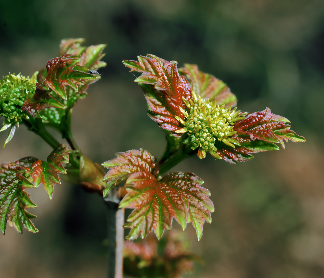 Изображение особи Viburnum opulus.