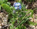 Myosotis lithospermifolia