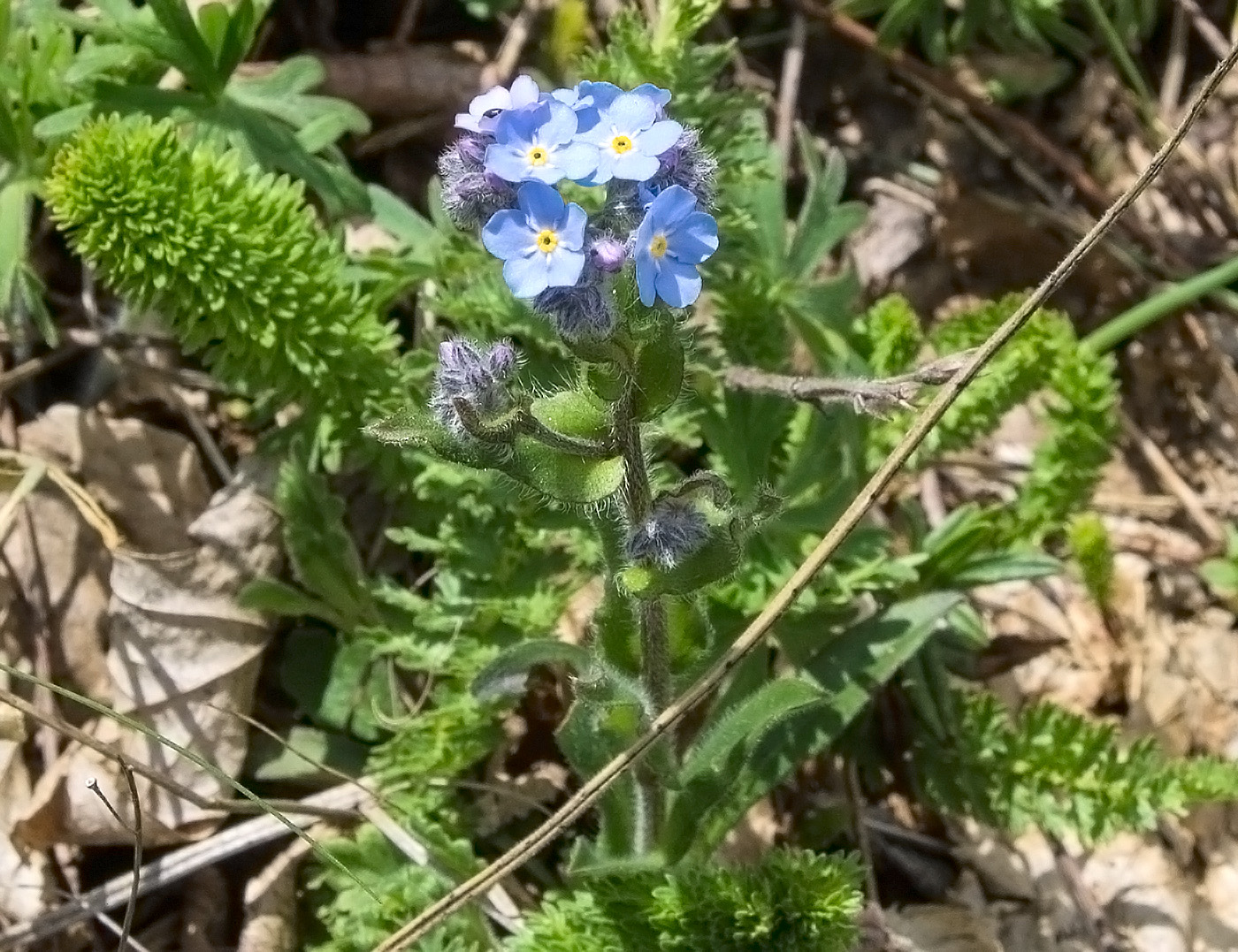 Image of Myosotis lithospermifolia specimen.