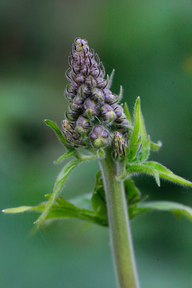 Изображение особи Aconitum septentrionale.