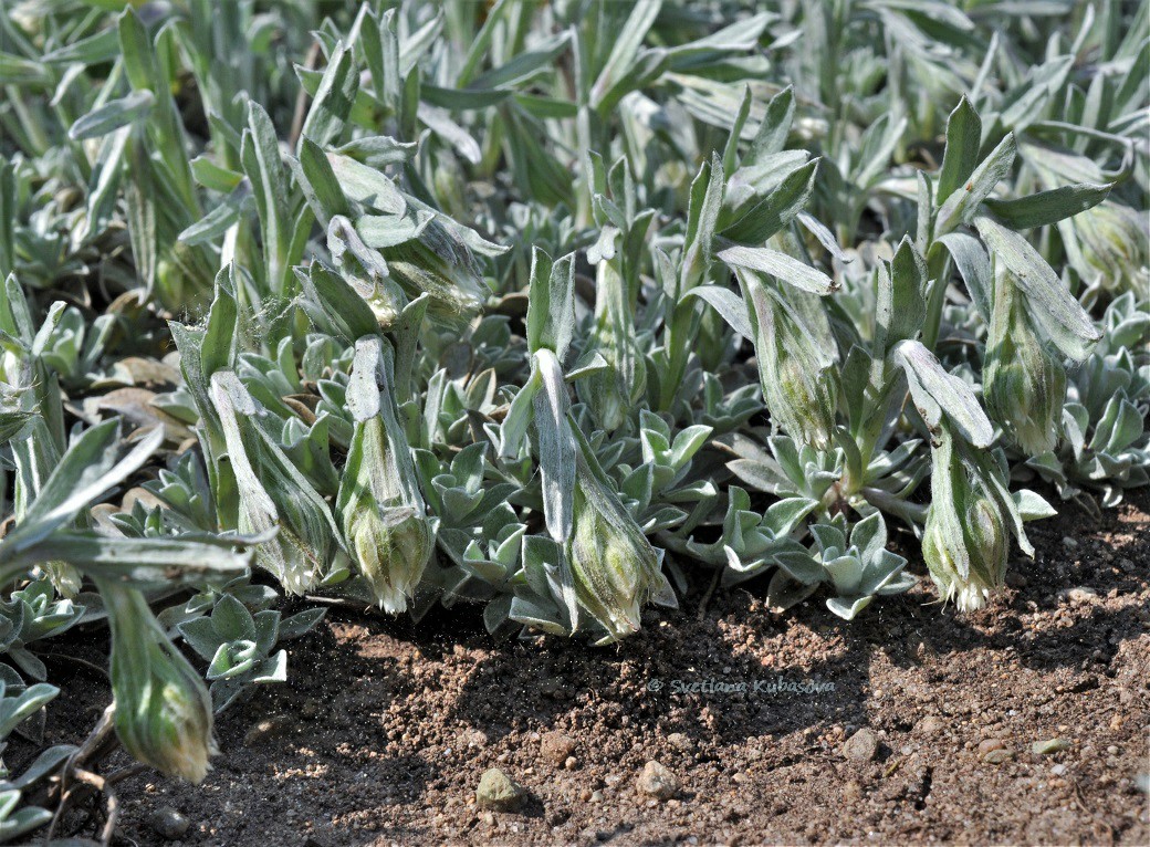 Image of Antennaria dioica specimen.