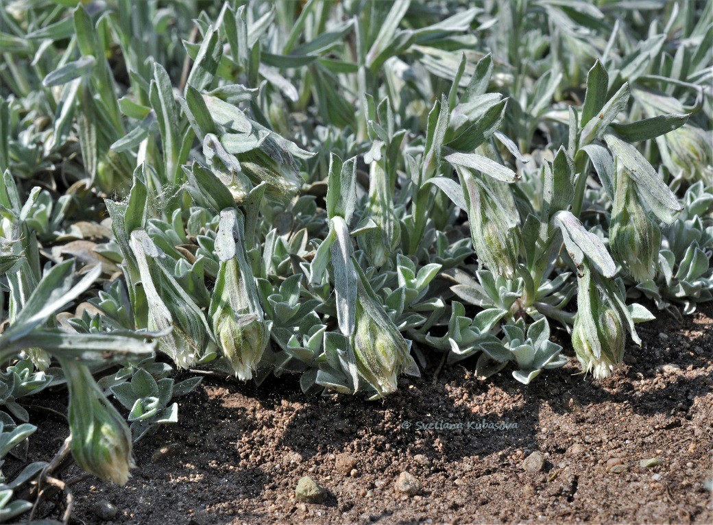 Изображение особи Antennaria dioica.