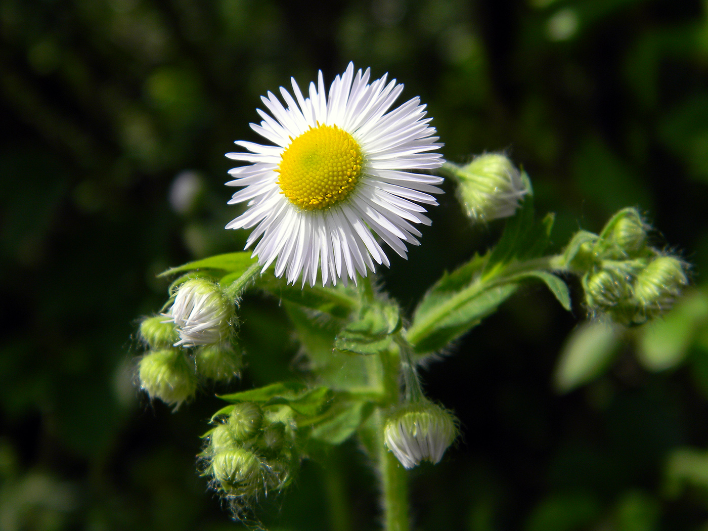 Изображение особи Erigeron annuus.