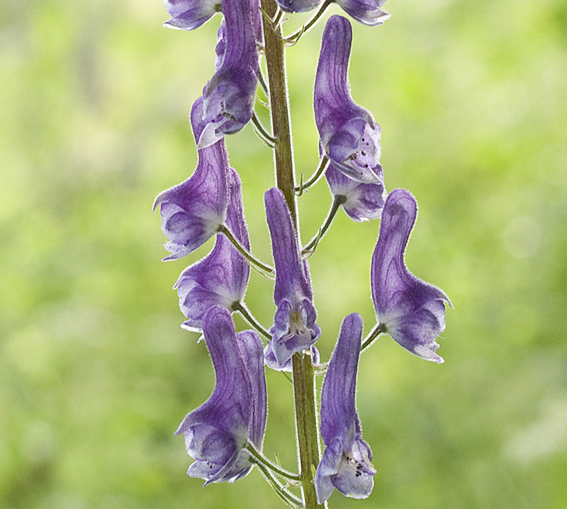 Изображение особи Aconitum septentrionale.